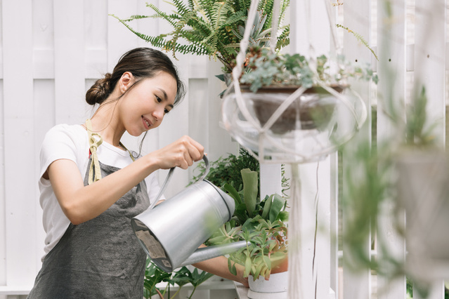 おすすめ　観葉植物