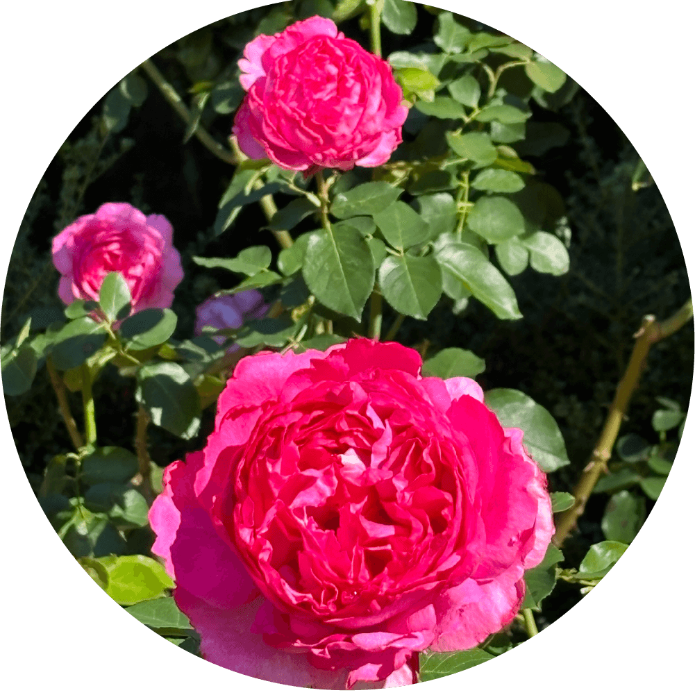 当選者：Blooming of The Roseさん